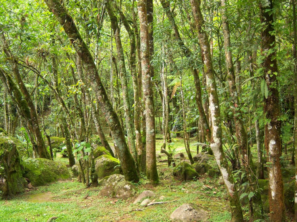 Nature green landscape photo