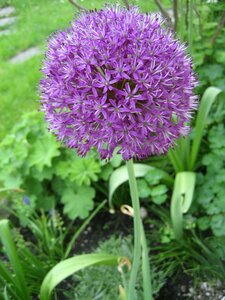 Garden plant flower