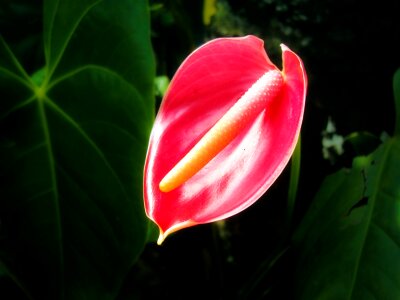 Sri lanka mawanella ceylon