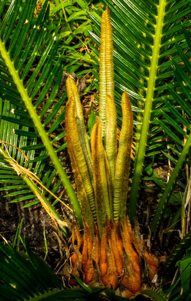 Palm palm tree new drives