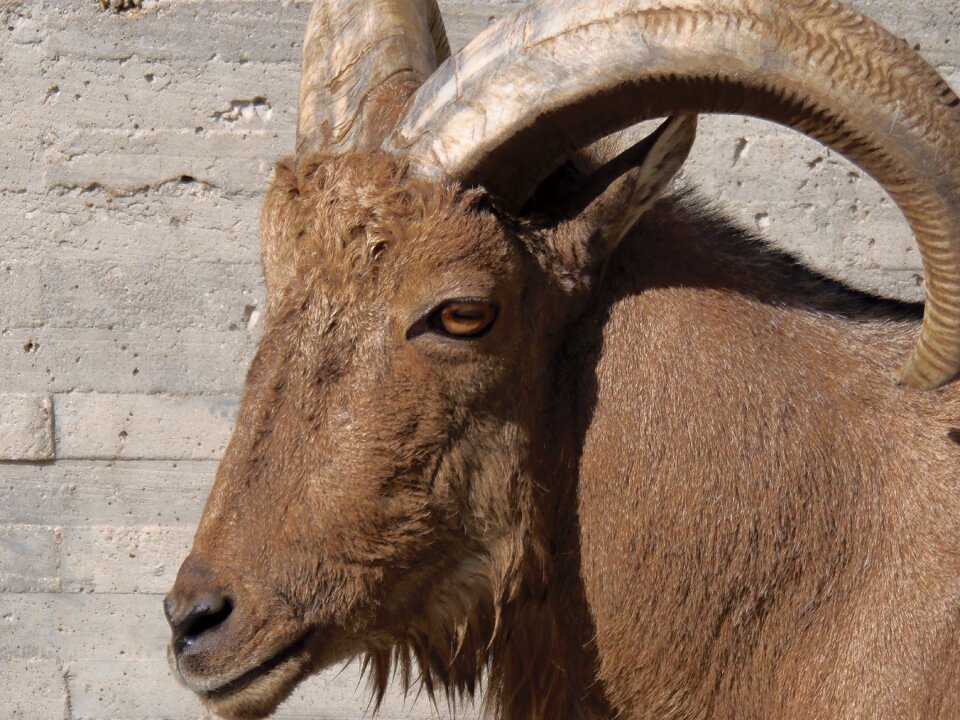 Mammals animals arruis