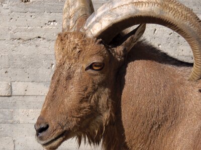 Mammals animals arruis