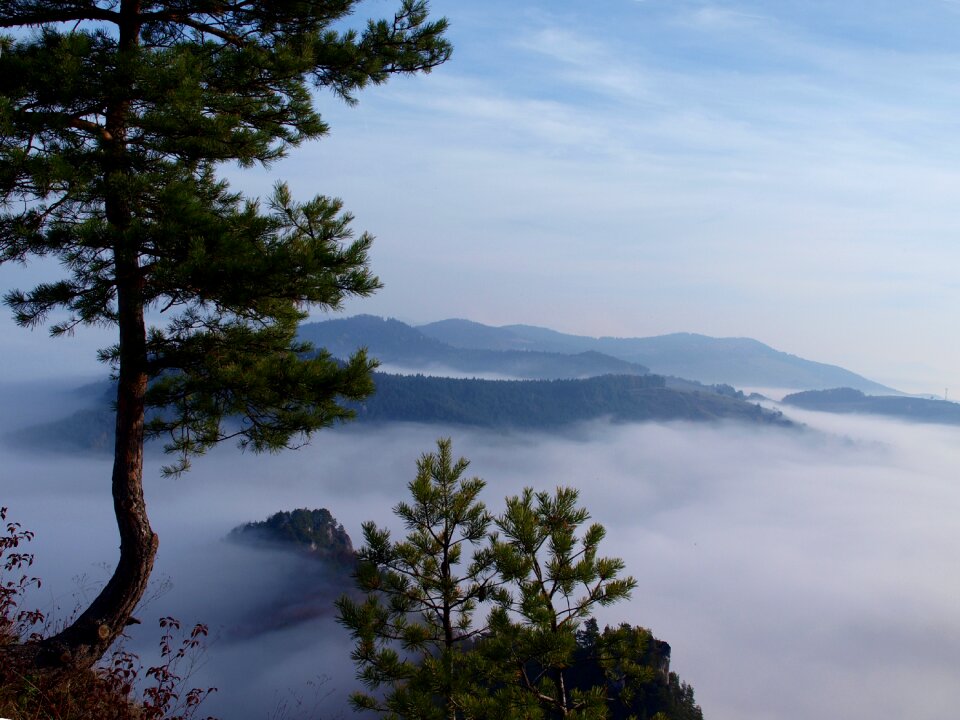 Fog pine slovakia