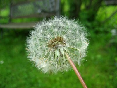 Blossom bloom wild plant