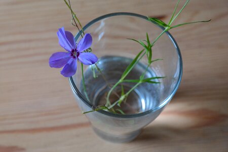 Bloom glass vase photo