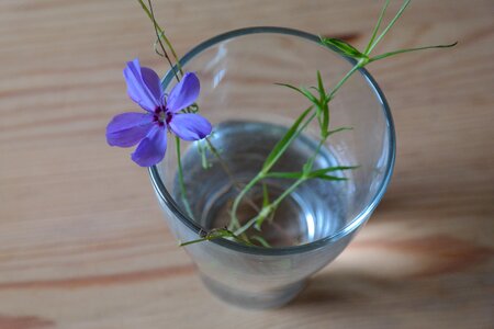 Bloom glass vase