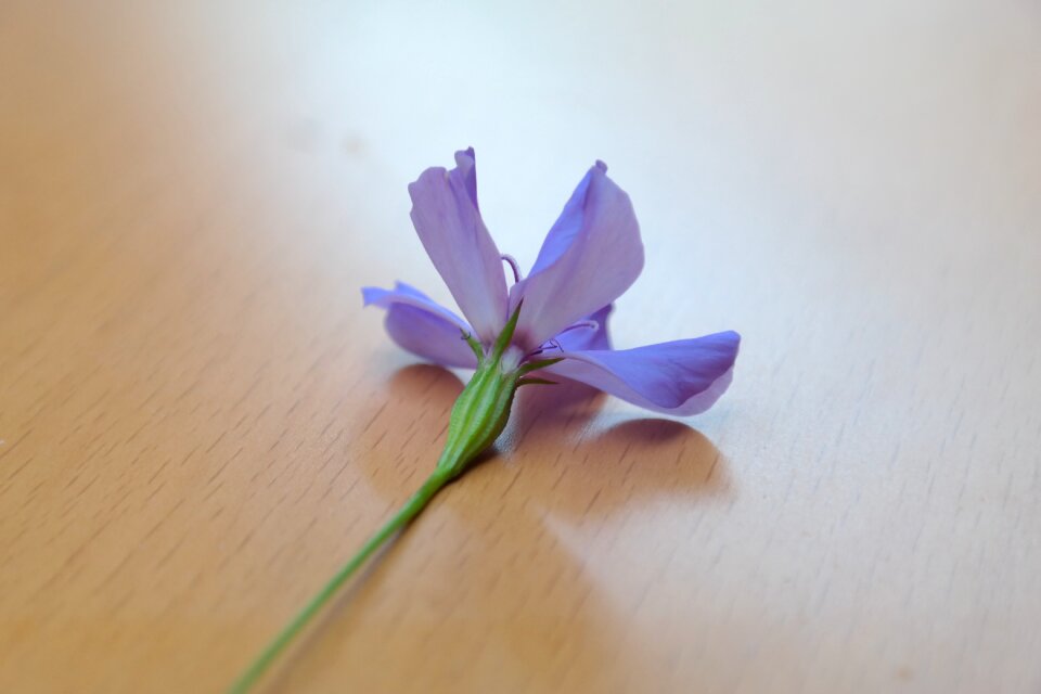 Bloom blue blue violet