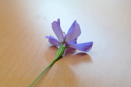 Bloom blue blue violet photo