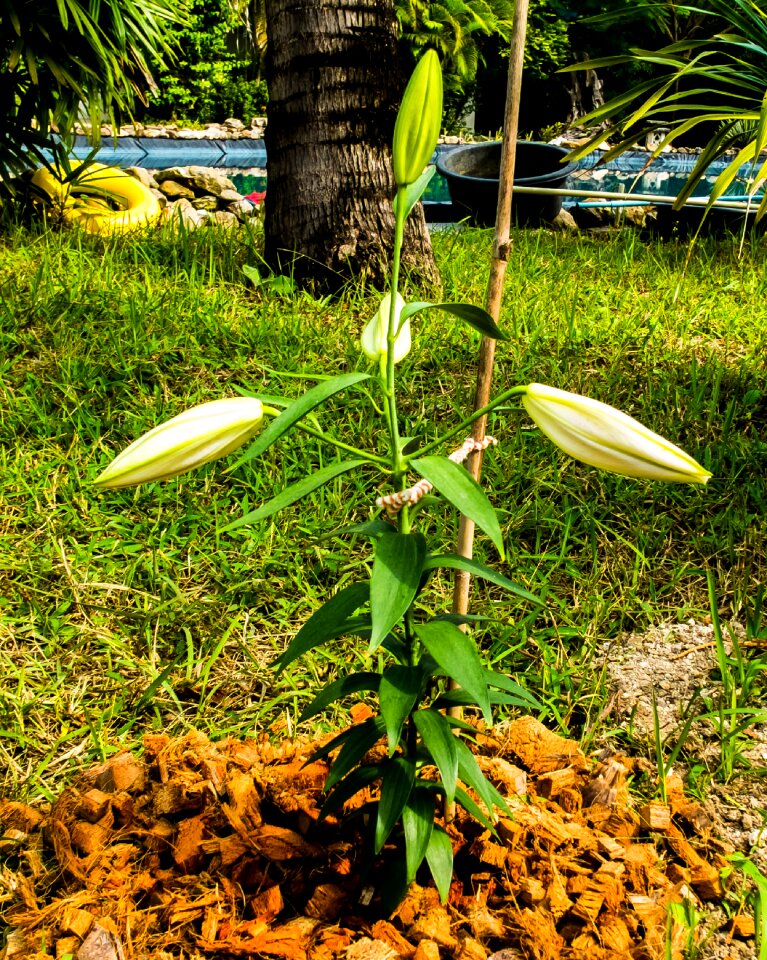 Flower white closed