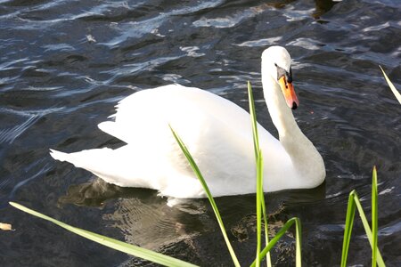 Waters water bird lake