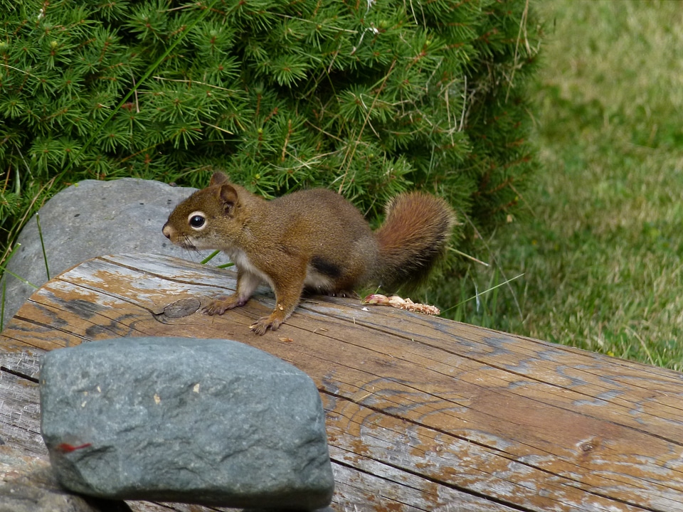 Nature wildlife cute