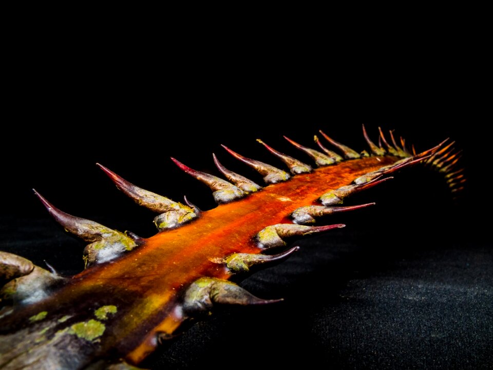 Palm branch thorns spur