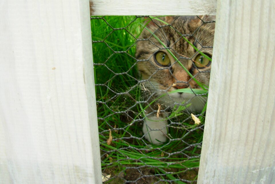 Animal fence cats