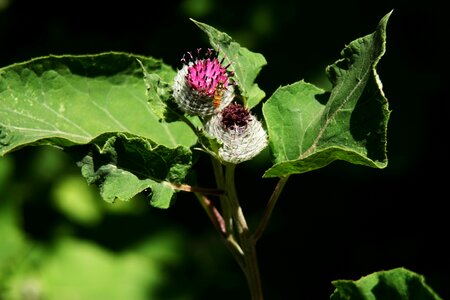 Hoverfly wild flower blossom
