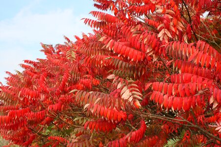 Leaves bush red