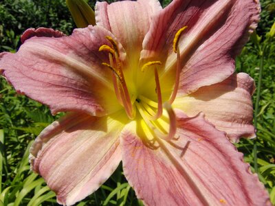 Day lily plants flower plant photo