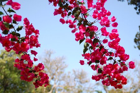 Plant summer pink photo