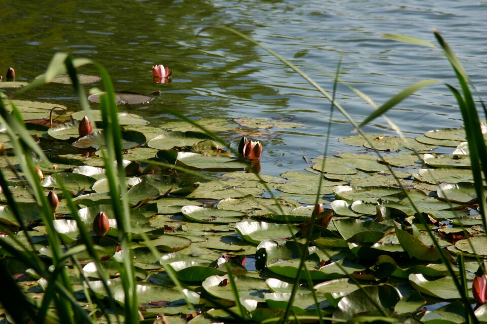 Nature green water lily