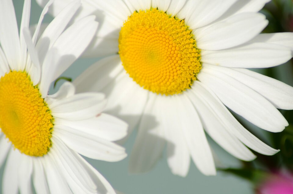 Daisy flower the nature of the