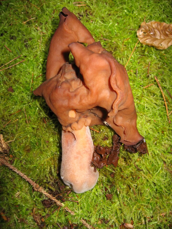 Toxic rarely mushroom