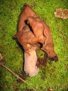 Toxic rarely mushroom