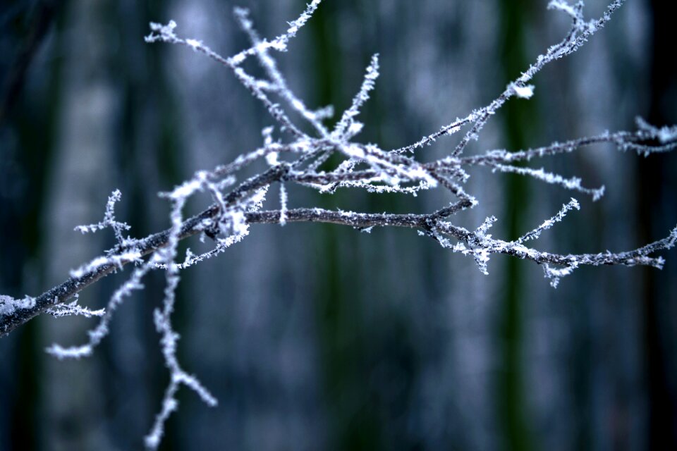 Branch ice cold photo