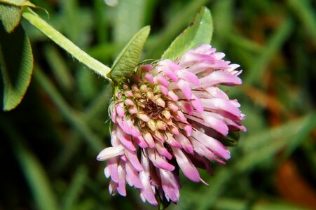 Nature plant macro