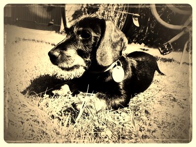 Black brown fur photo