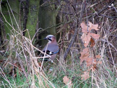 Nature animals garrulus glandarius photo