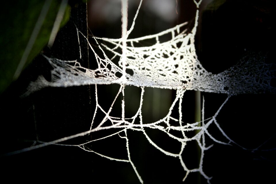 Detail backlight nature