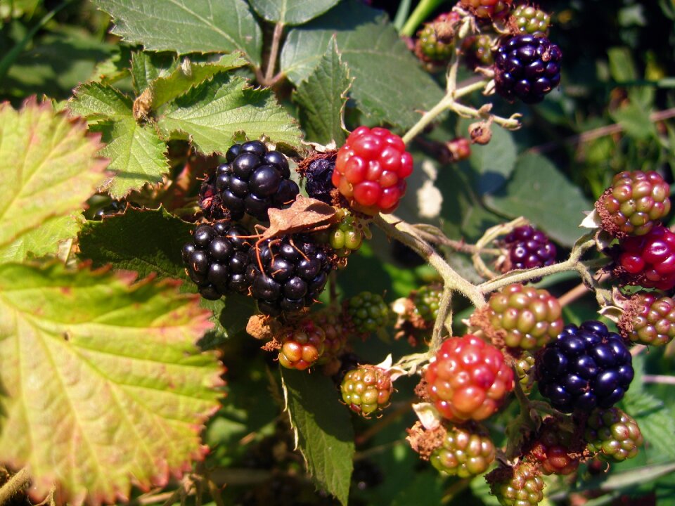 Leaves fruit blackberry