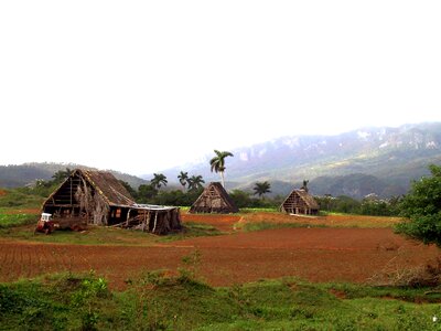 Red earth tobacco plantation cuba