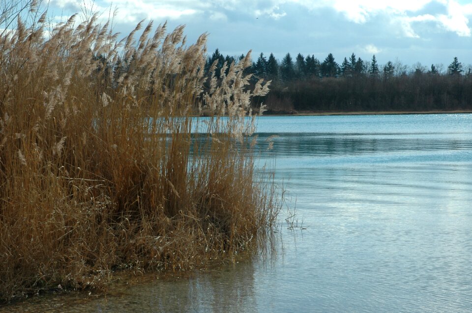 Autumn reed nature