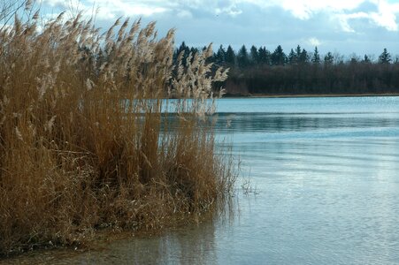 Autumn reed nature