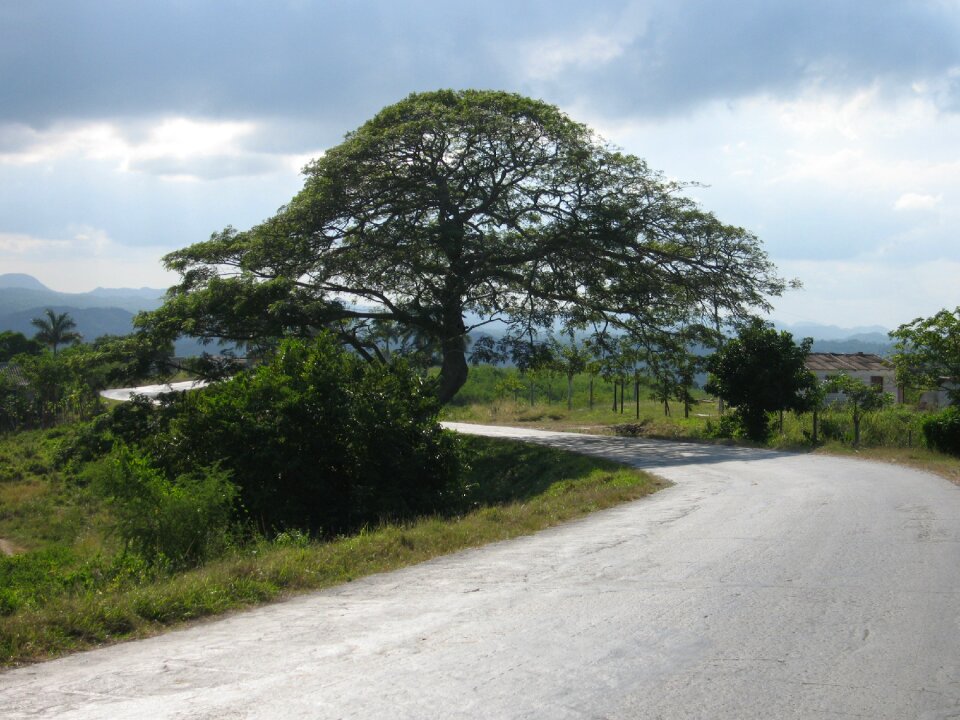 Tree cuba landscape