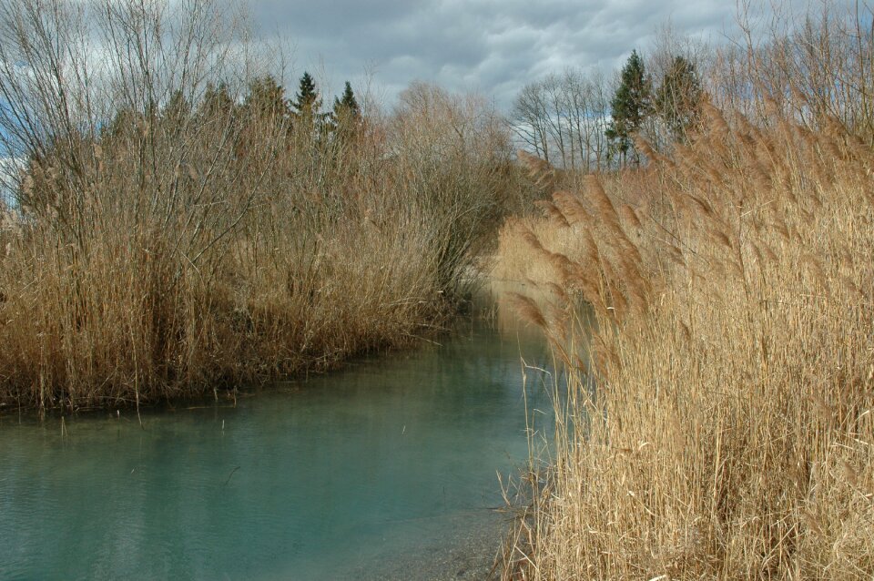 Badesee autumn grass