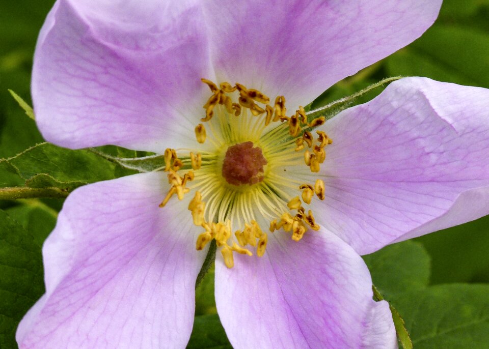 Blossom nature wild plant