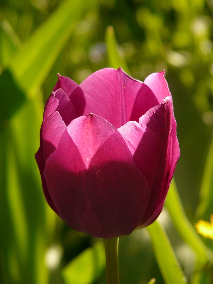 Beautiful tulpenbluete flowers