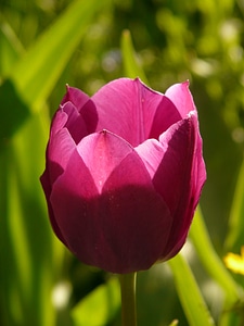 Beautiful tulpenbluete flowers