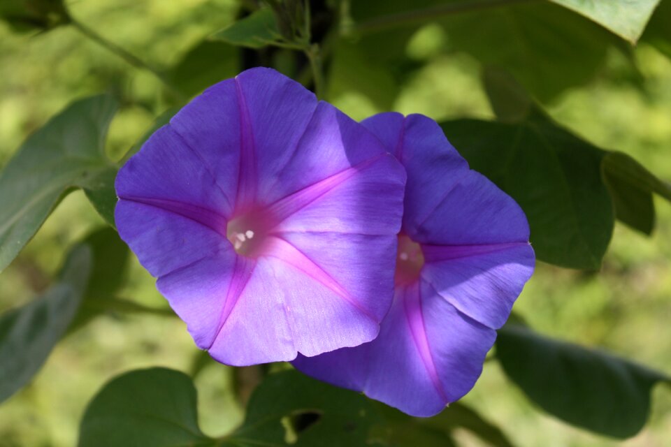 Ipomoea purpurea blossom bloom