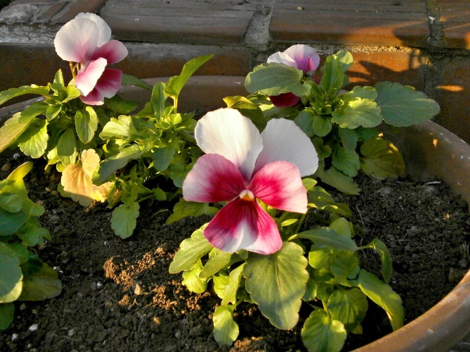 Pansy winter flowers garden