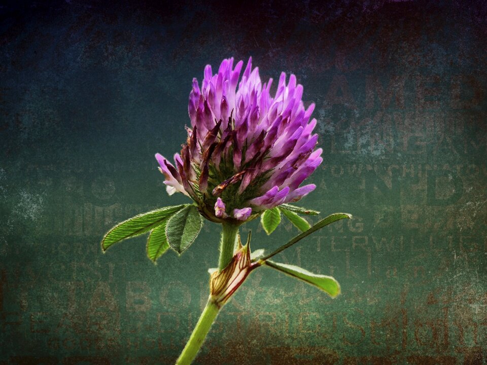 Flower details beautiful