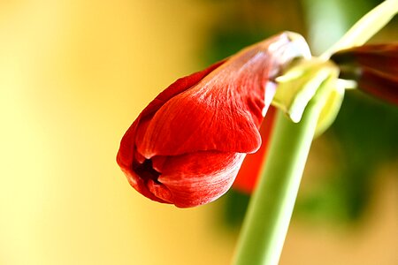Blossom bloom red