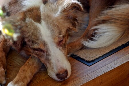 Sleeping red merle jolly