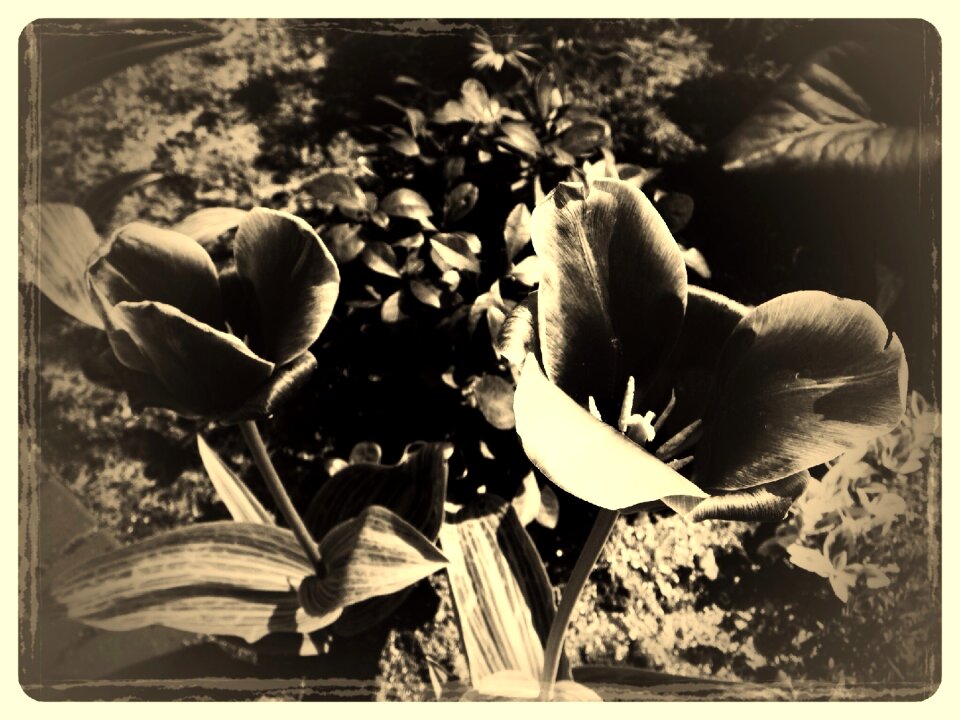 Old nature antique