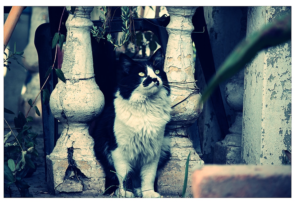 Pet feline old