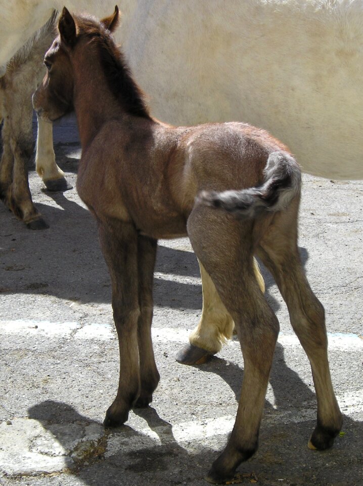 Horse camargue animals