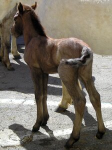 Horse camargue animals