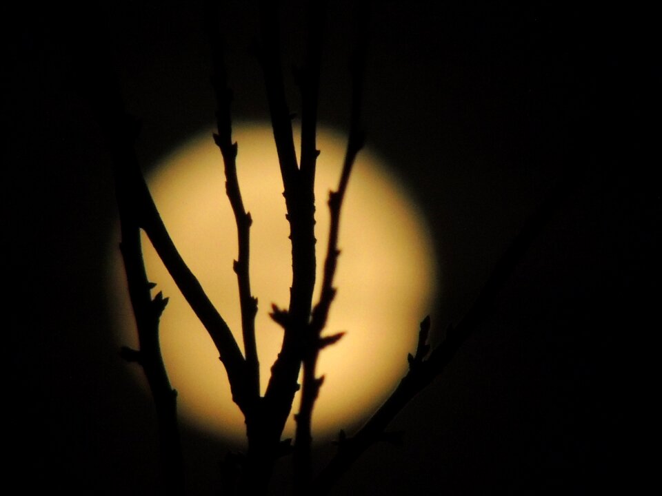 Night bush background