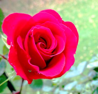 Rose bloom flower red